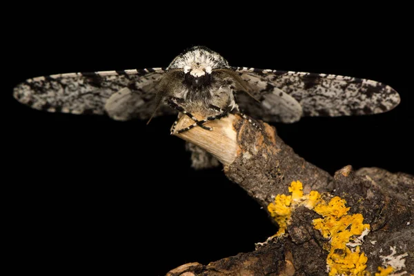 Polilla salpicada (Biston betularia) de cabeza en — Foto de Stock