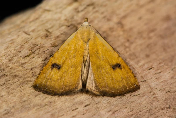 Polilla de paja (Rivula sericealis) sobre madera —  Fotos de Stock