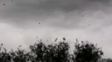 Erkek mayflies lekking kaynıyor