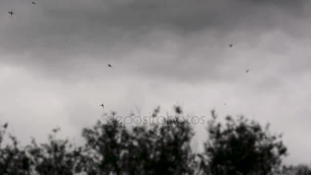 Swarming maschio mayflies lekking — Video Stock
