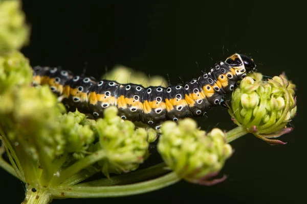 Depressaria daucella nachtvlinder caterpillar — Stockfoto