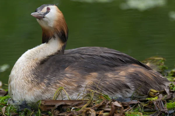 Grebe de cresta grande (Podiceps cristatus) mirando hacia arriba en el nido — Foto de Stock