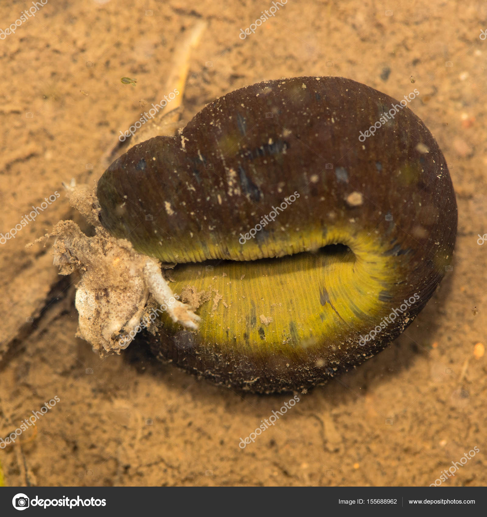 거머리 먹는 청소년 뉴 트 — 스톡 사진 © IanRedding #155688962, image size:1600x1700