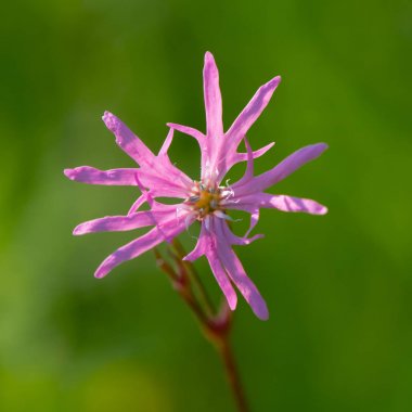Düzensiz Robin (Lychnis flos-cuculi) tek çiçek
