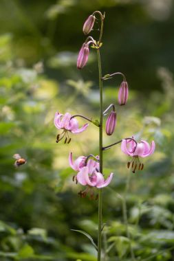 Martagon lily (Lilium martagon) flowering in British woodland clipart