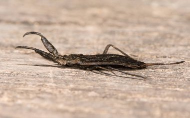 Su Akrep (Nepa cinerea) profil