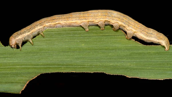 Södra wainscot (Mythimna straminea) moth caterpillar — Stockfoto