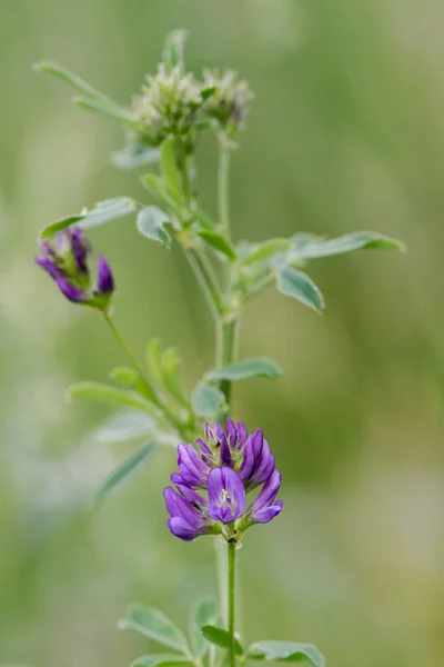 Люцерн (Medicago sativa subsp. Авт.) в цветах — стоковое фото