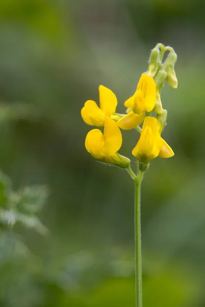 Äng vetchling (Lathyrus pratensis) Stängel — Stockfoto