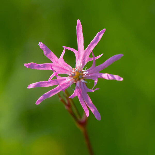 Одинокий цветок Robin (Lychnis flos-cuculi)
