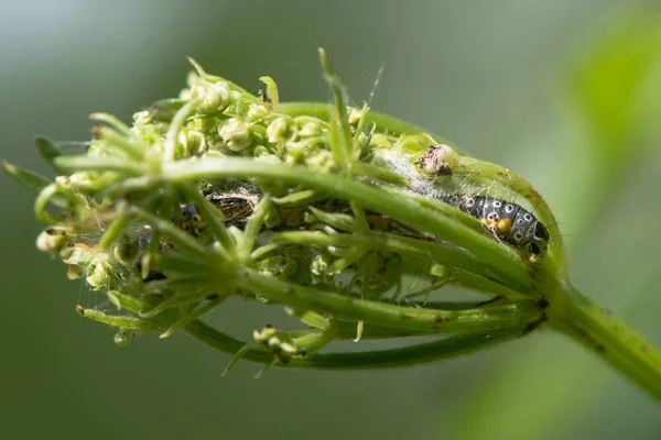 Depressaria daucella mariposa lagarta na teia larval — Fotografia de Stock