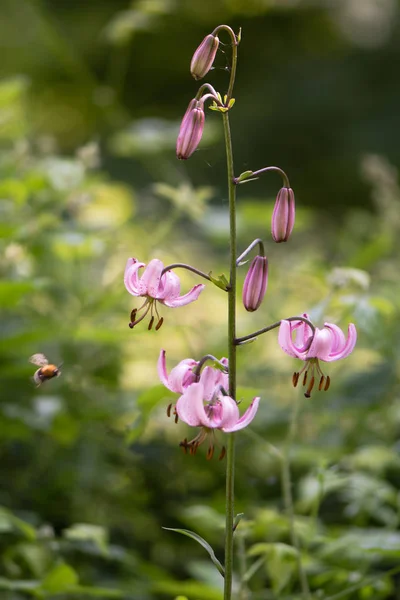 Martagon Lilja (Lilium martagon) blomning i brittiska skogsmark — Stockfoto