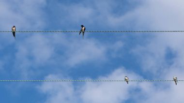 Telefon kablosu üzerinde yutar (Hirundo rustica)