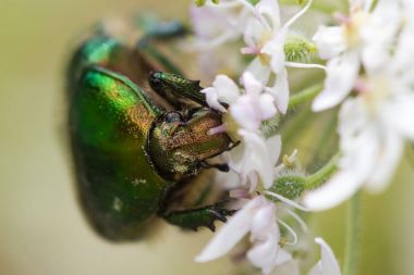 Gül hogweed (Heracleum sphondylium besleme chafer (Cetonia aurata))