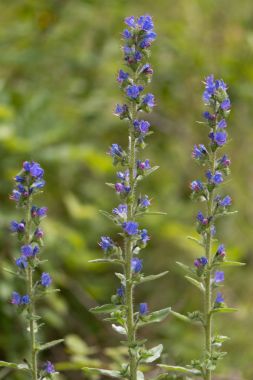 Çiçek bitkilerde Viper's bugloss (Echium vulgare)