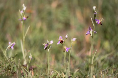 Grup çiçek arı orkide (Ophrys apifera)