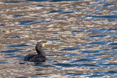 Gölde yüzmeye karabatak (Phalacrocorax carbo)