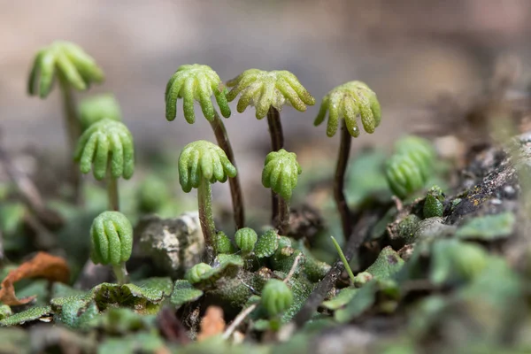 Marchantia polymorpha wątrobowca gametospores — Zdjęcie stockowe