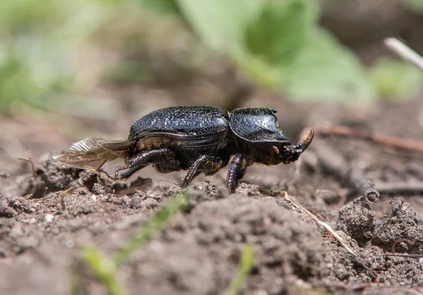 Rhinocerous beetle (Sinodendron cylindricum) in profile — Stock Photo, Image