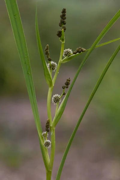 Bur-reed ramificado (Sparganium erectum) planta em flor — Fotografia de Stock
