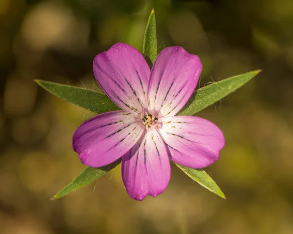 Corncockle (Koukol polní) jediný květ shora — Stock fotografie