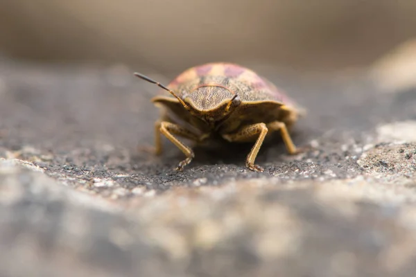 Tortoise shieldbug (Eurygaster testudinaria) head on