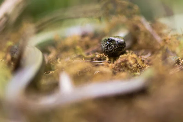 Verme lento (Anguis fragilis) cabeça e olho — Fotografia de Stock