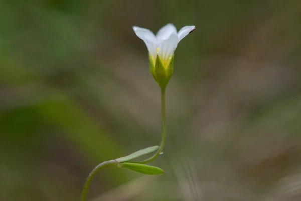 Květinová víla lnu (Linum catharticum) — Stock fotografie