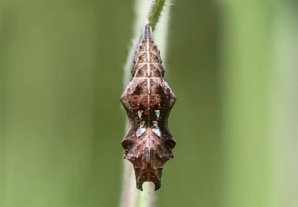 Papillon virgule (Polygonia c-album) pupa front — Photo