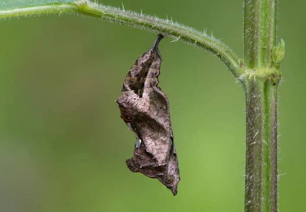 Κόμμα πλευρά χρυσαλλίδα πεταλούδα (Polygonia c-λεύκωμα) — Φωτογραφία Αρχείου