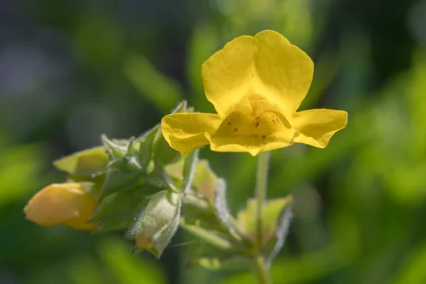 Monkeyflower (Mimulus guttatus) çiçekler — Stok fotoğraf