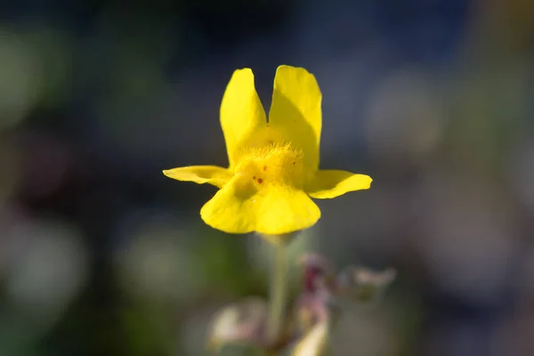 Monkeyflower (Mimulus guttatus) pojedynczy kwiat — Zdjęcie stockowe