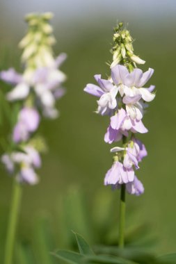 Keçi 's rue (Galega officinalis) raceme çiçek