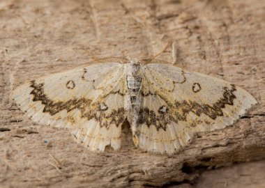Mocha (Cyclophora annularia) güve yukarıdan