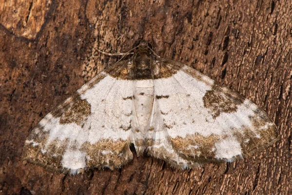 Polilla de alfombra de tiza bonita (Melanthia procellata) desde arriba — Foto de Stock