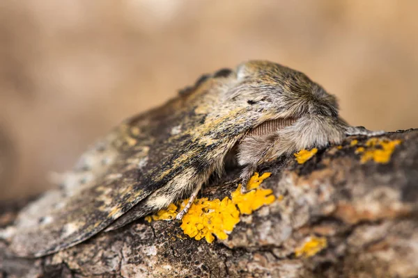 Hummermotte (stauropus fagi) erwachsen auf Zweig — Stockfoto