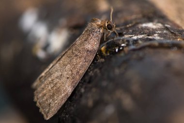 Besleme ortak lutestring güve (Ochropacha duplaris)