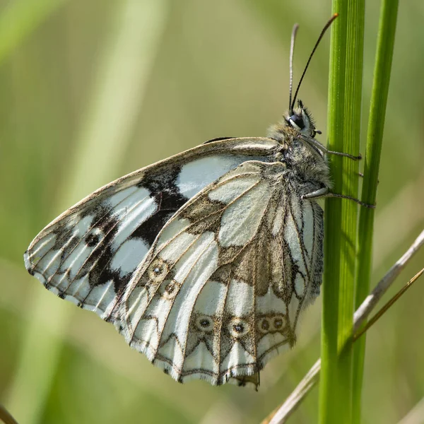 Çimenlerin üzerinde mermer beyaz kelebek (Melanargia galathea) — Stok fotoğraf