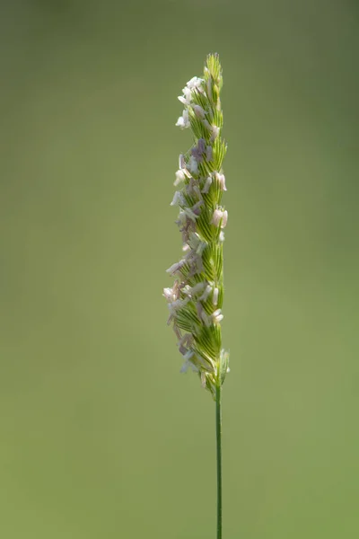 Crested dog 's-tail (Cynosurus cristatus) hierba en flor — Foto de Stock