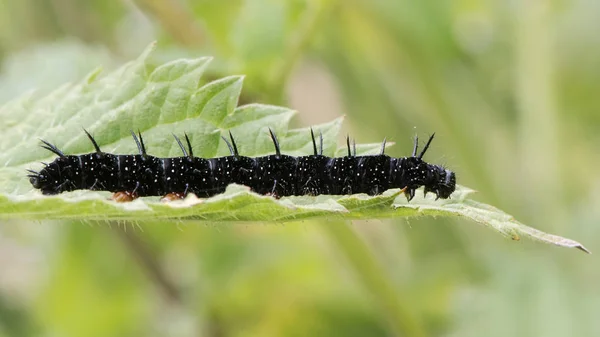 Mariposa del pavo real (Aglais io) oruga de último instar —  Fotos de Stock