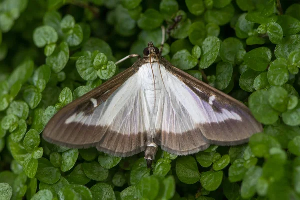 Traça da árvore da caixa (Cydalima perspectalis) — Fotografia de Stock