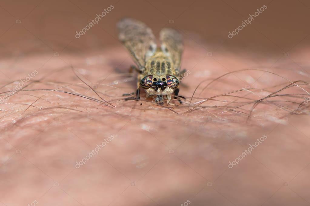 Mosca de caballo mordiendo la piel humana 2023