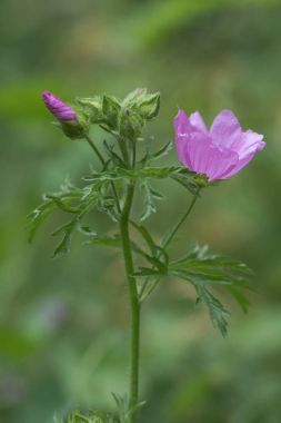 Misk mallow (Malva moschata) bitki çiçek