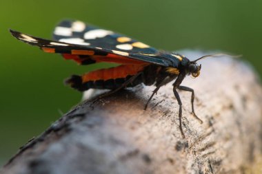 Scarlet tiger moth (Callimorpha dominula) profil