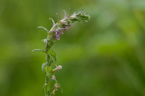 Red bartsia (Odontites vernus) in flower — Φωτογραφία Αρχείου