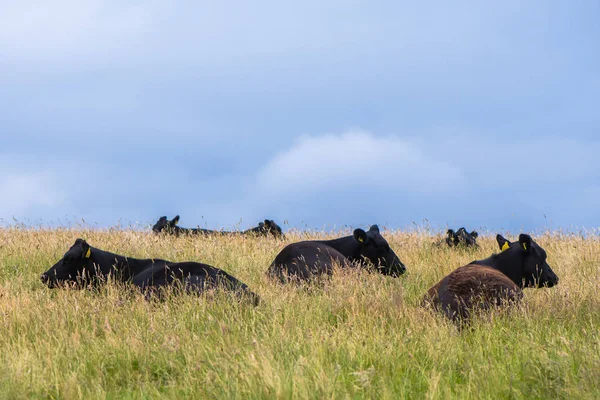 Vacas negras deitadas em grama longa — Fotografia de Stock