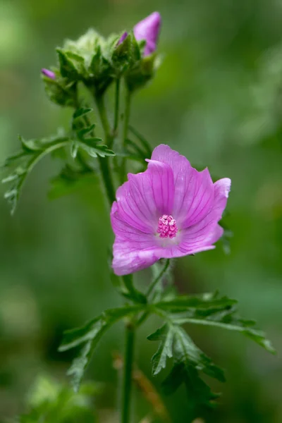 Musk mallow (Malva moschata) plant flowering — Stock Photo, Image