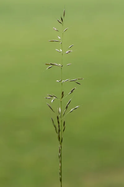 Hierba de avena falsa (Arrhenatherum elatius) en flor — Foto de Stock