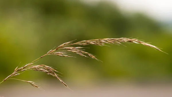 Falsches Hafergras (arrhenatherum elatius) im Samen — Stockfoto