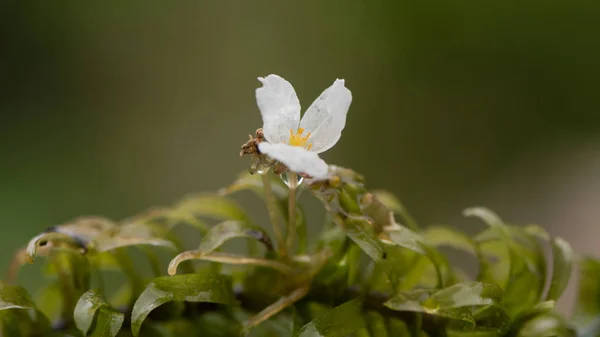 Büyük çiçekli waterweed (Egeria DSA) çiçek